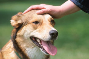 trato personalizado veterinario